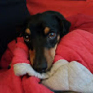 Meet your Posher, Conner